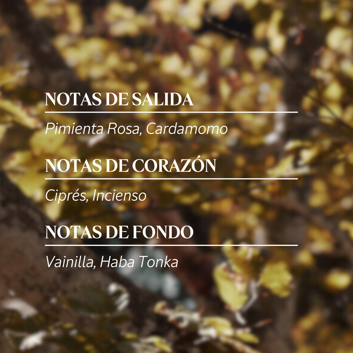 Agua de Colonia masculina Des Baux